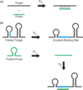 Schema of multi-state model for probe-target hybridization (follow link for full figure and legend)