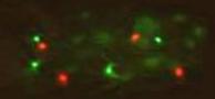 Fluorescence Microscopy of Interphase Nuclei (follow link for full Supplement)
